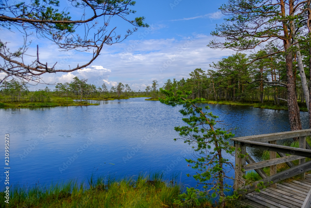 Obraz premium Rannametsa bog trail in Latvia