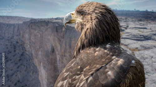 Bilde på lerret Portrait of a falcon on the plateau of the Jebel Shams, Oman.