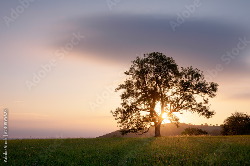 Baum mit Wolke bei Sonnenaufgang