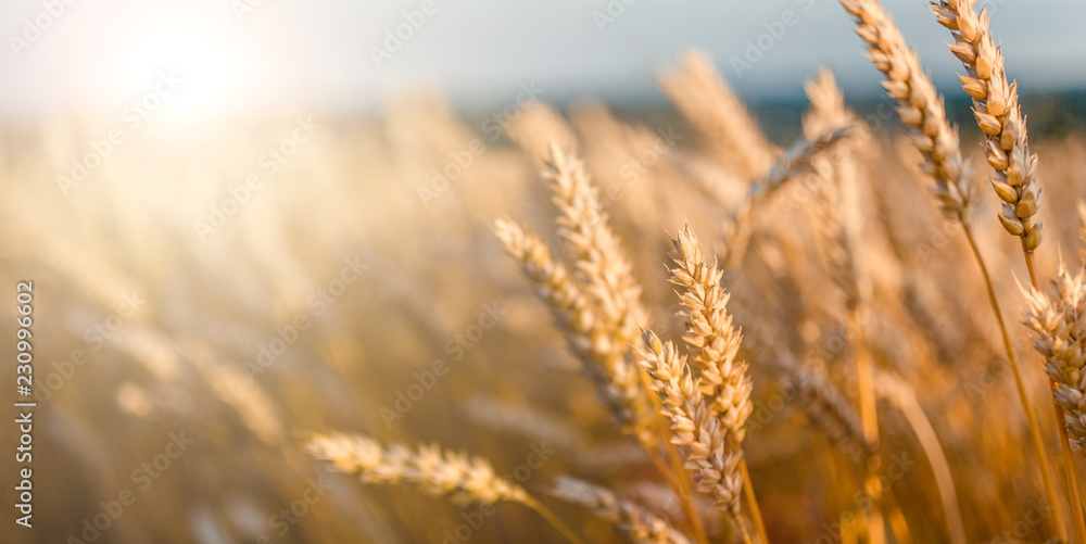 Obraz premium golden ears of wheat or rye, close up. under the influence of sunlight.