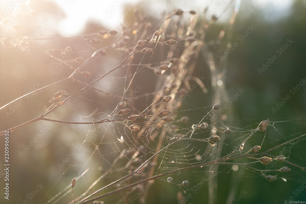 Evening dew on spider web