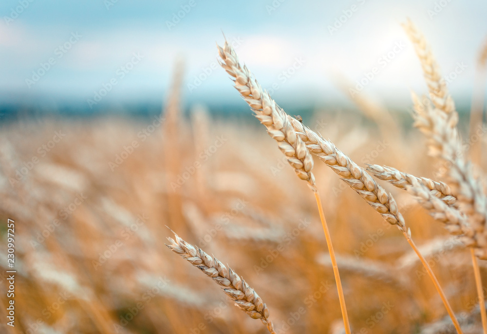 Wheat Field and Blue Sky