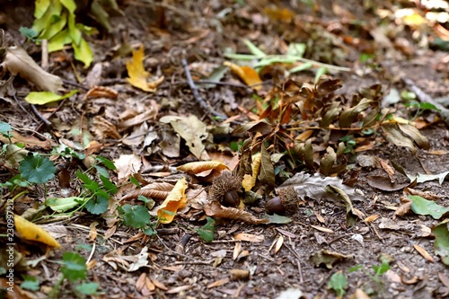 Acorns on fallen leaves in autumn forest
