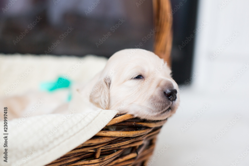 Profile Portrait of golden retriever puppy in the basket. Cute Golden retriever baby with green ribbon with open eyes