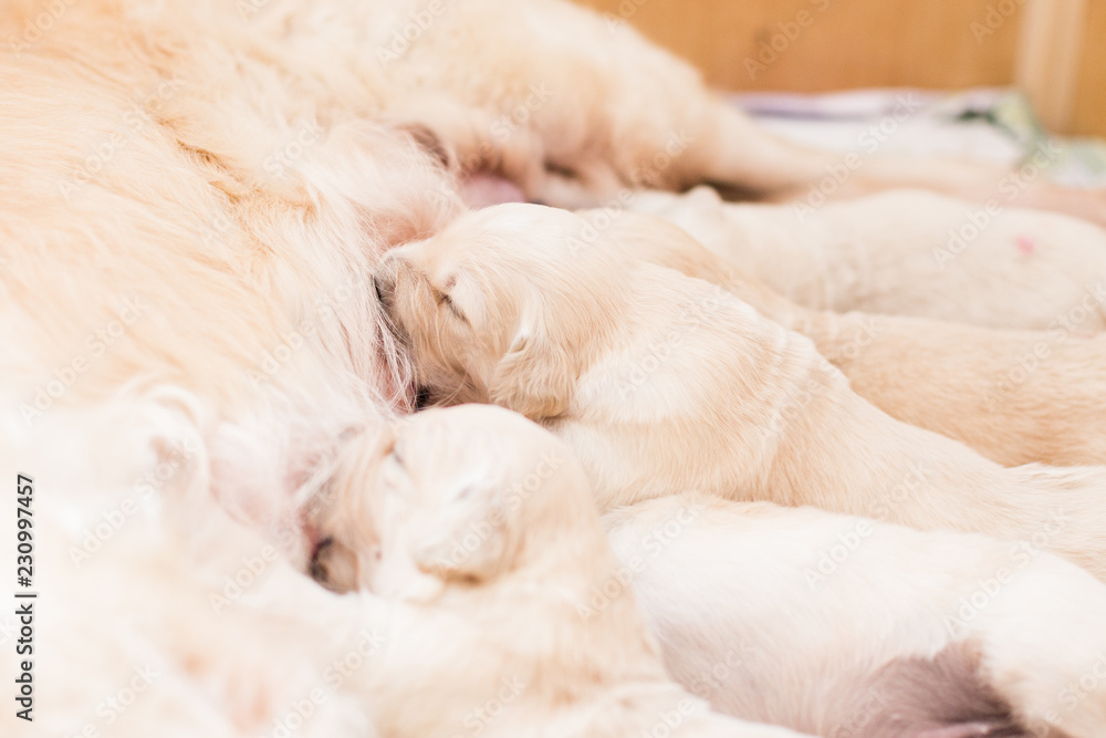 Obraz premium Group of cute beige golden retriever puppies have milk from their mom.