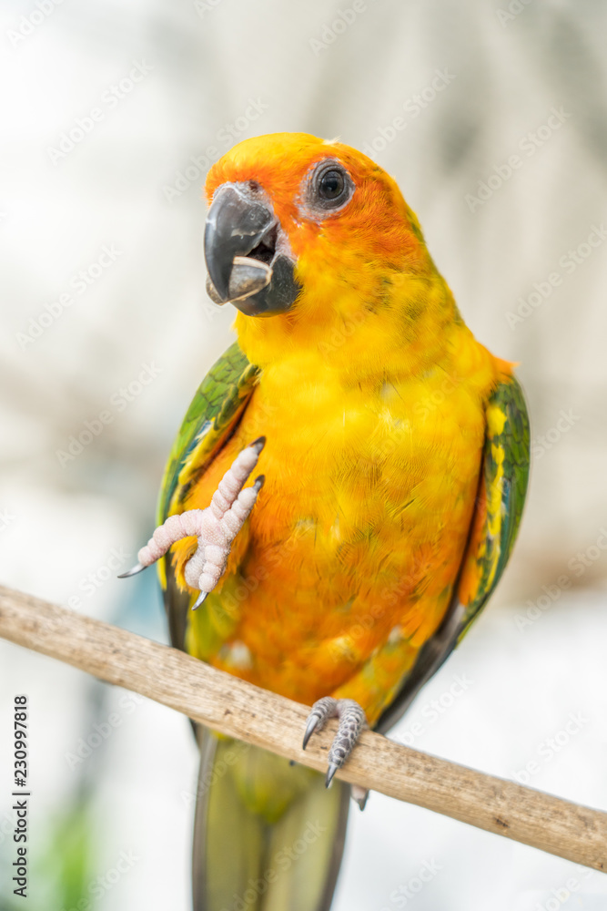 Obraz premium parrot on branch tree eating Pumpkin seed