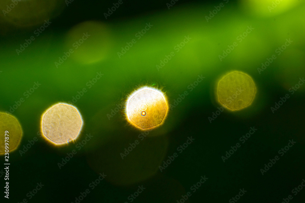 Obraz premium Bokeh background dew drops on grass