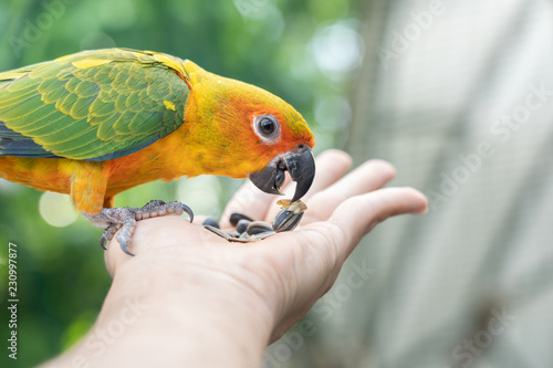 parrot on hand eating Pumpkin seed