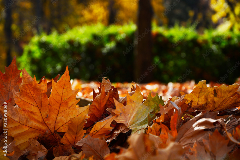 autumn leaves,leaves,color leaves,autumn,Leaves in the grass,autumn leaves in the grass,autumn leaves falling
