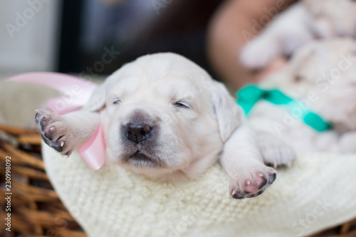 Two weeks old golden retriever puppy in the basket. Golden puppy with green ribbon saying hello world by its paw