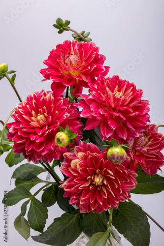 Fototapeta Naklejka Na Ścianę i Meble -  Red dahlia flower isolated on white background