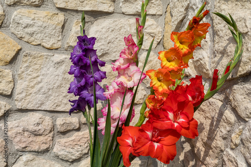 Fototapeta Naklejka Na Ścianę i Meble -  Head of  gladiolus flower against the background of a limestone wall