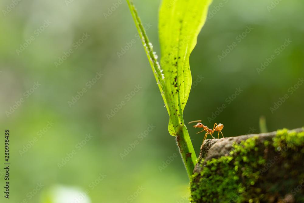 red ants walk alone adventure