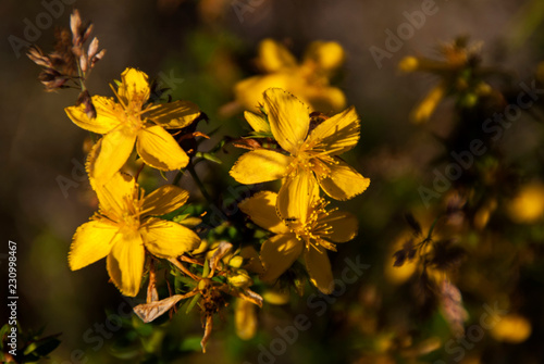 Yellow autumn flowers in early evening sunlight