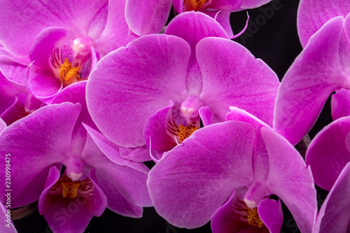 Pink orchid flower isolated on black background