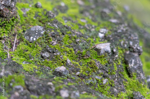 Moss on stone in the mountain