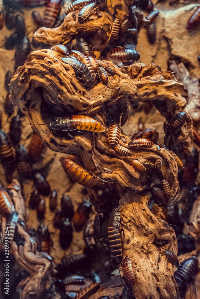 Fototapeta premium dragon, sculpture, ancient, china, art, asia, stone, statue, animal, temple, wall, religion, culture, architecture, pattern, carving, texture, old, decoration, traditional, travel, nature, religious, 