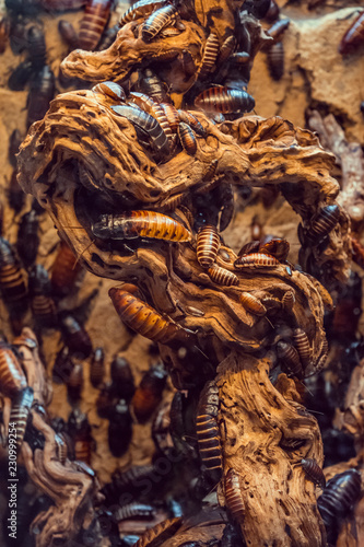 dragon, sculpture, ancient, china, art, asia, stone, statue, animal, temple, wall, religion, culture, architecture, pattern, carving, texture, old, decoration, traditional, travel, nature, religious, 