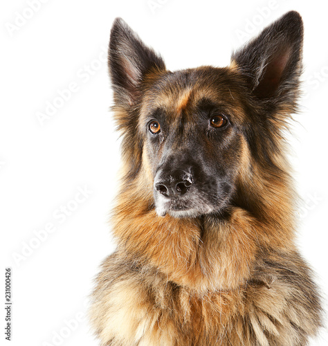 Portrait of elderly German Shepherd Dog, front view on white