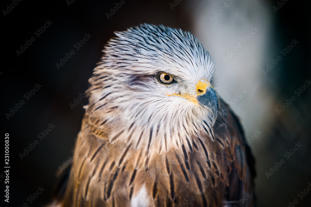 The black kite bird The black kite bird