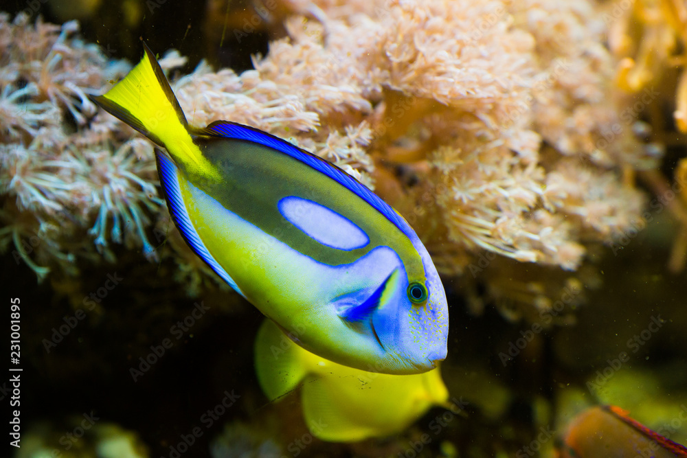 Blue yellow fish Blue yellow fish