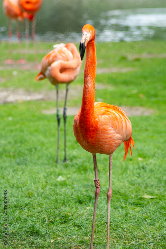 flamingo, bird, pink, nature, animal, water, zoo, wildlife, birds, red, flamingos, beak, feather, wild, tropical, feathers, beautiful, flock, exotic, white, neck, group, lake, beauty, pond flamingo, bird, pink, nature, animal, water, zoo, wildlife, birds, red, flamingos, beak, feather, wild, tropical, feathers, beautiful, flock, exotic, white, neck, group, lake, beauty, pond