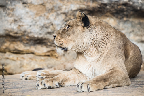 Lioness on the rock