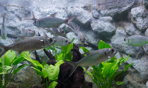 Tarpon Indo-Pacific or Megalops cyprinoides fish in aquarium photo