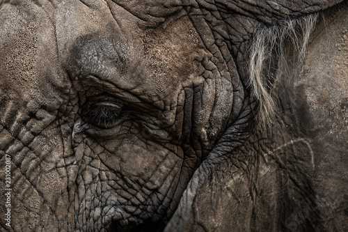 Detail of elephant eye