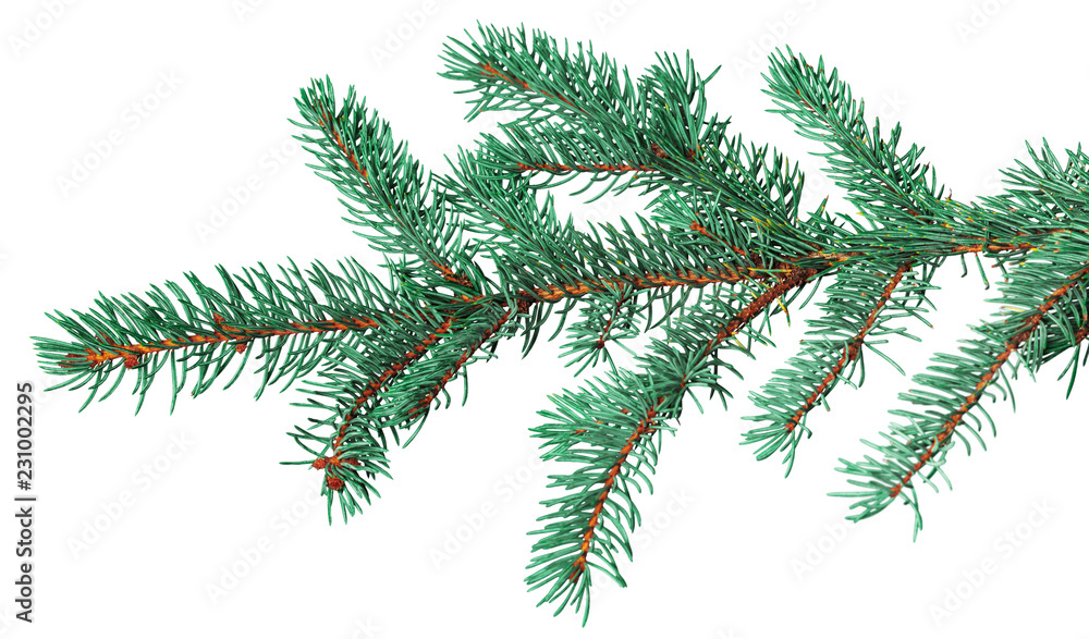 Fir branch isolated on white background Fir branch isolated on white background