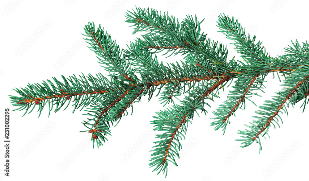 Fir branch isolated on white background