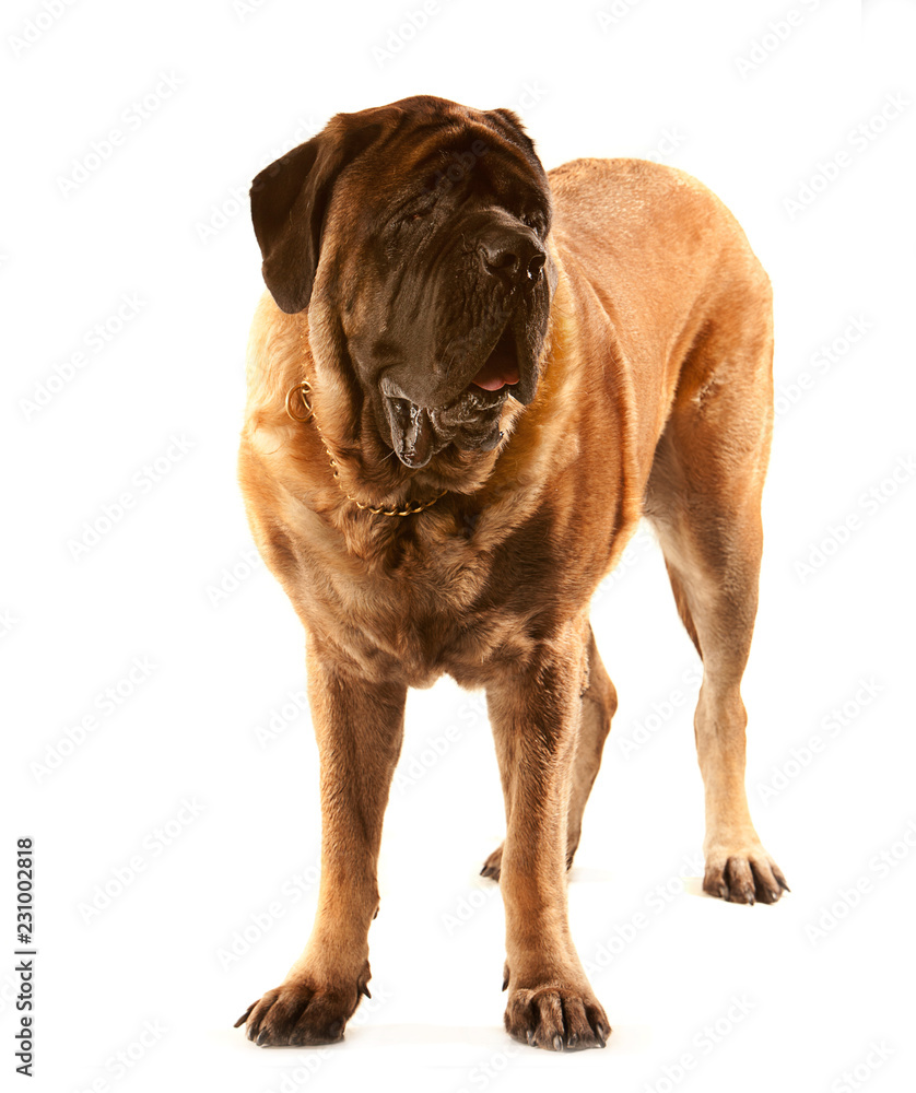 Standing English Mastiff, front view, isolated on white background Standing English Mastiff, front view, isolated on white background
