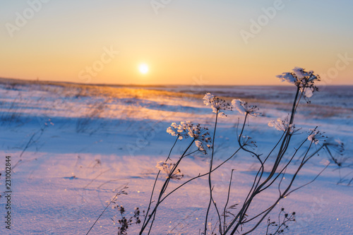 Winter landscape with dry frozen grass on the background of snow