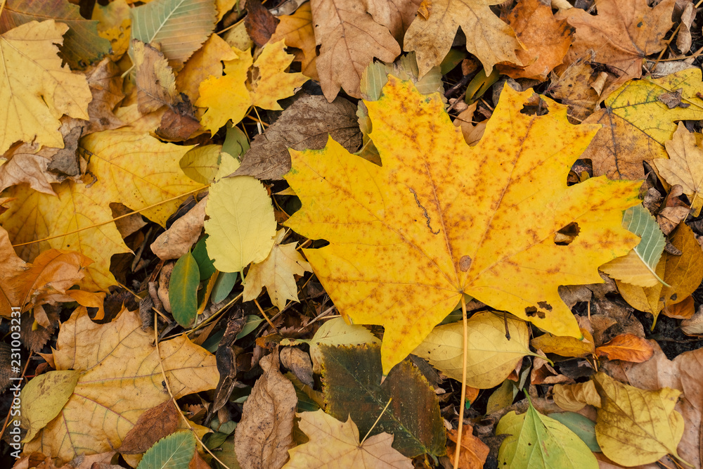 Autumn leaves foliage texture close up nature park Autumn leaves foliage texture close up nature park