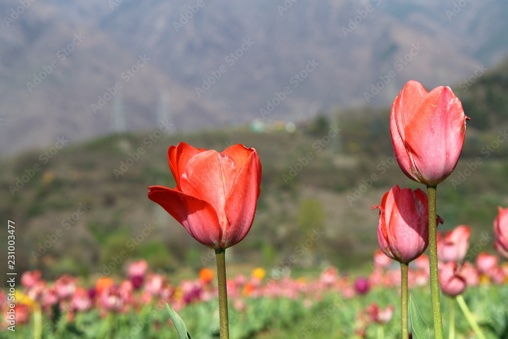 SRINAGAR, INDIA April 2017 : Beautiful colorful tulips in Tulip Festival SRINAGAR, INDIA April 2017 : Beautiful colorful tulips in Tulip Festival
