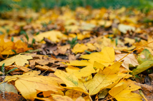 Autumn leaves foliage texture close up nature park low angle