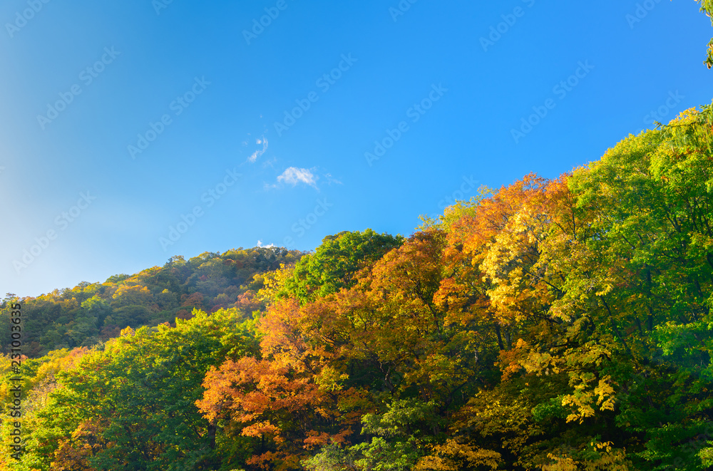 colourful forest on autumn season in Jozankei