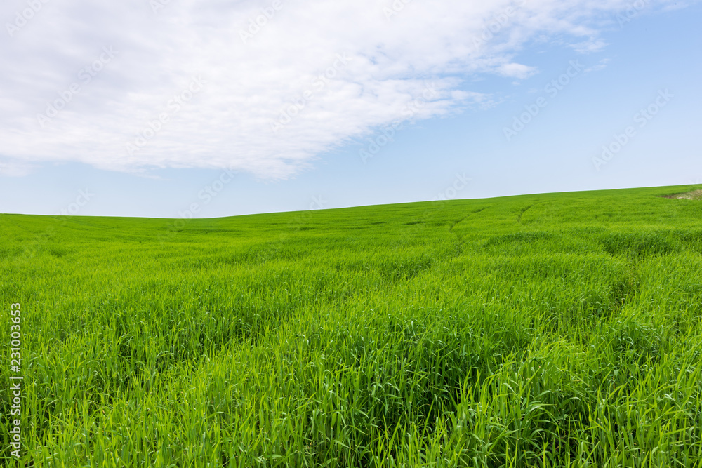 Grassy Fields