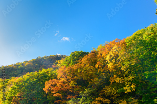 Fototapeta Naklejka Na Ścianę i Meble -  colourful forest on autumn season in Jozankei