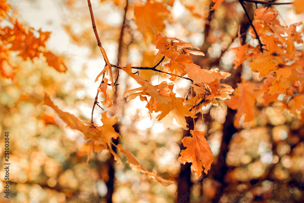 maple twig in autumn in the Park maple twig in autumn in the Park