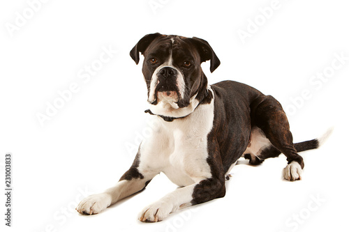 Alert Boxer dog looking directly at camera, laying down in three quarter view
