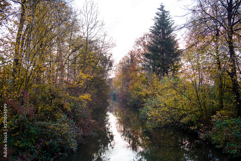 View of brook in a forest with trees reflected on its surface View of brook in a forest with trees reflected on its surface