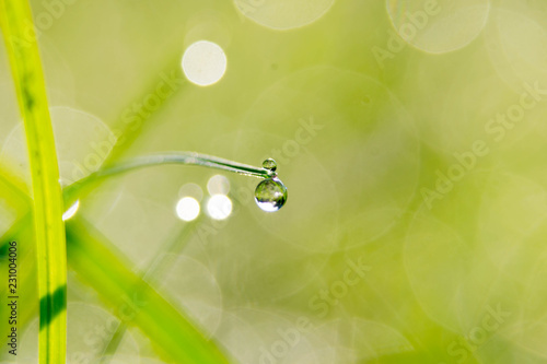 Bokeh background dew drops on grass