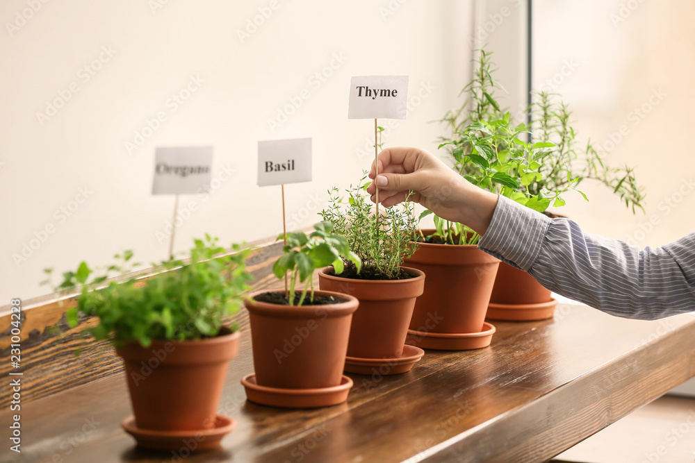 Woman inserting stick with word THYME into pot Woman inserting stick with word THYME into pot
