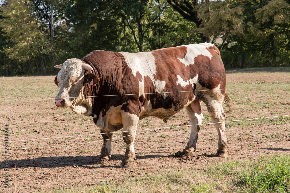 Obraz premium Shredded bull on grazing.
