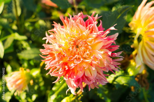 Orange dahlia flower on the bush closeup