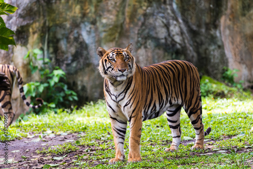 A Bengal Tiger in forest photo