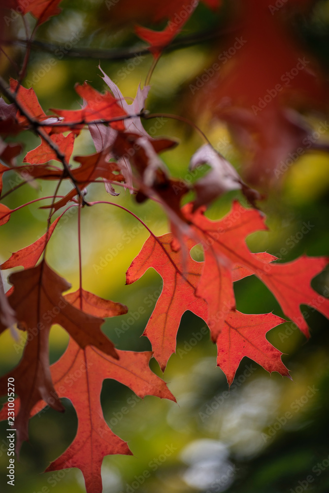 Fototapeta premium autumn leaves on tree