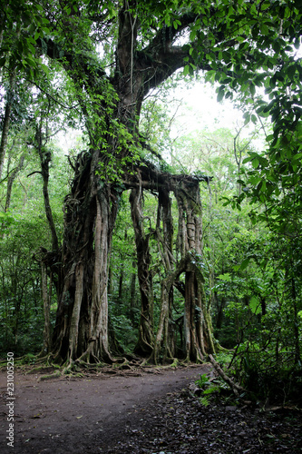 Giant cathedral tree in jungle of Bali photo