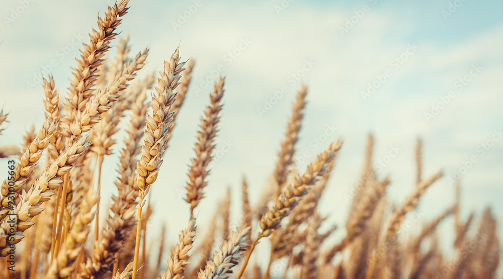 Fototapeta premium Wheat Field and perfect Blue Sky Background.